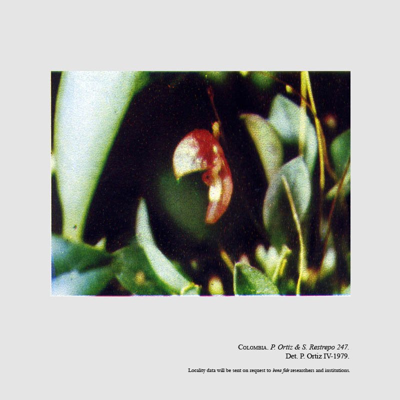 Acostaea campylotyle